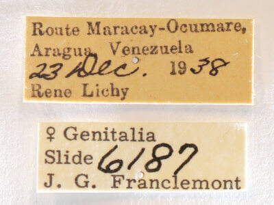 label view of adult Rifargia? lineata