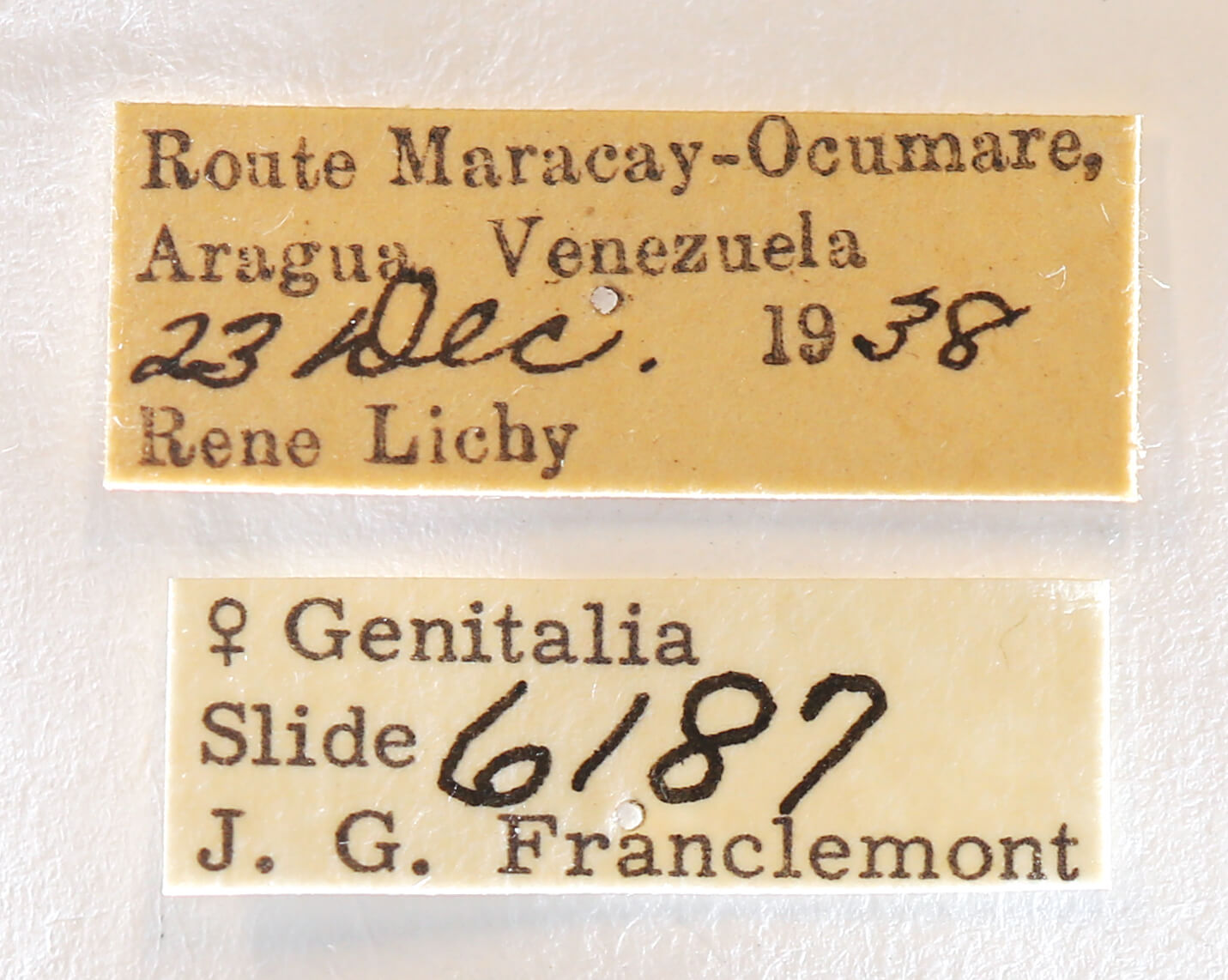 label view of adult Rifargia? lineata