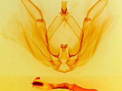 genitalia view of adult Rifargia? distinguenda