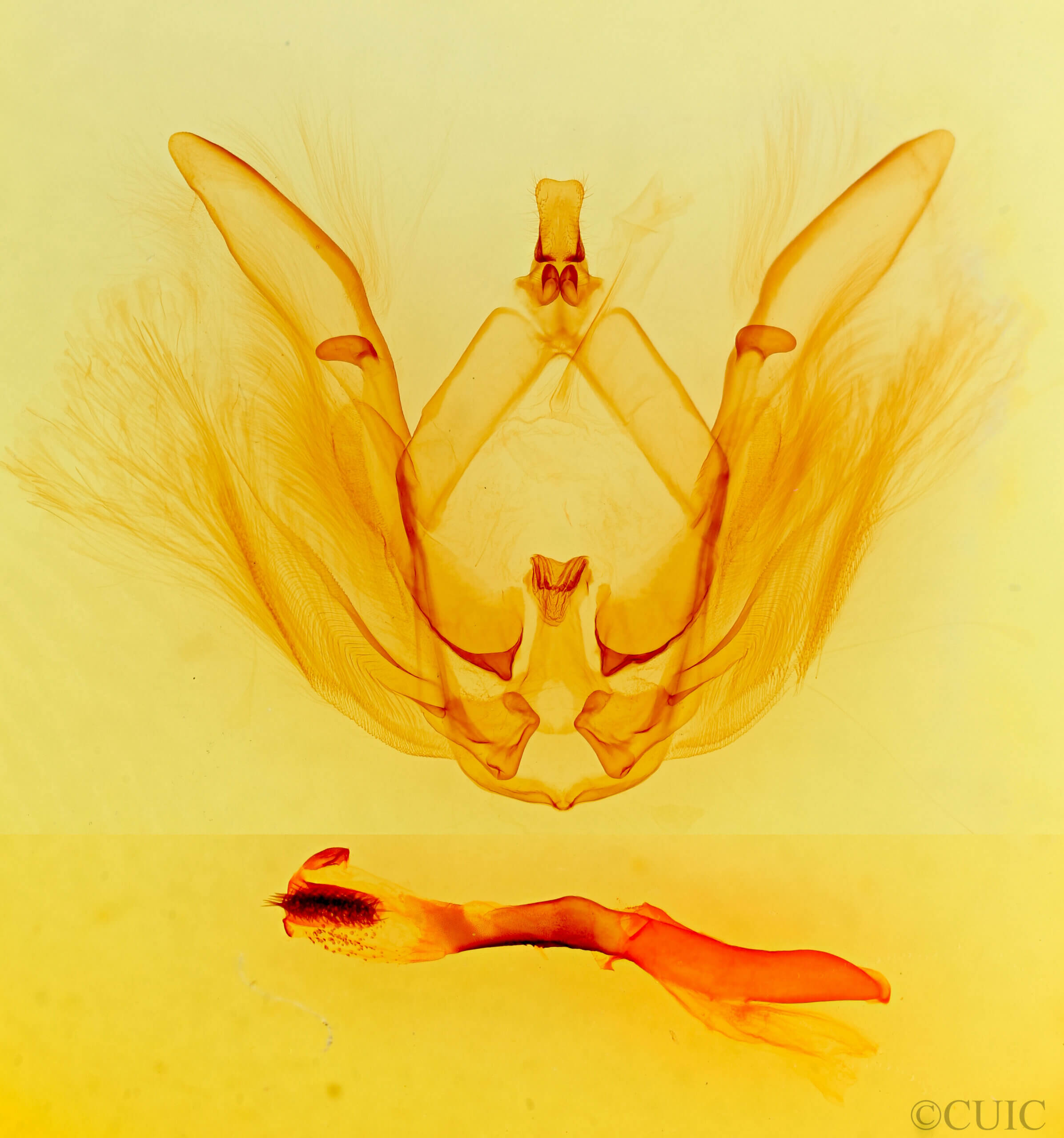 genitalia view of adult Rifargia? distinguenda