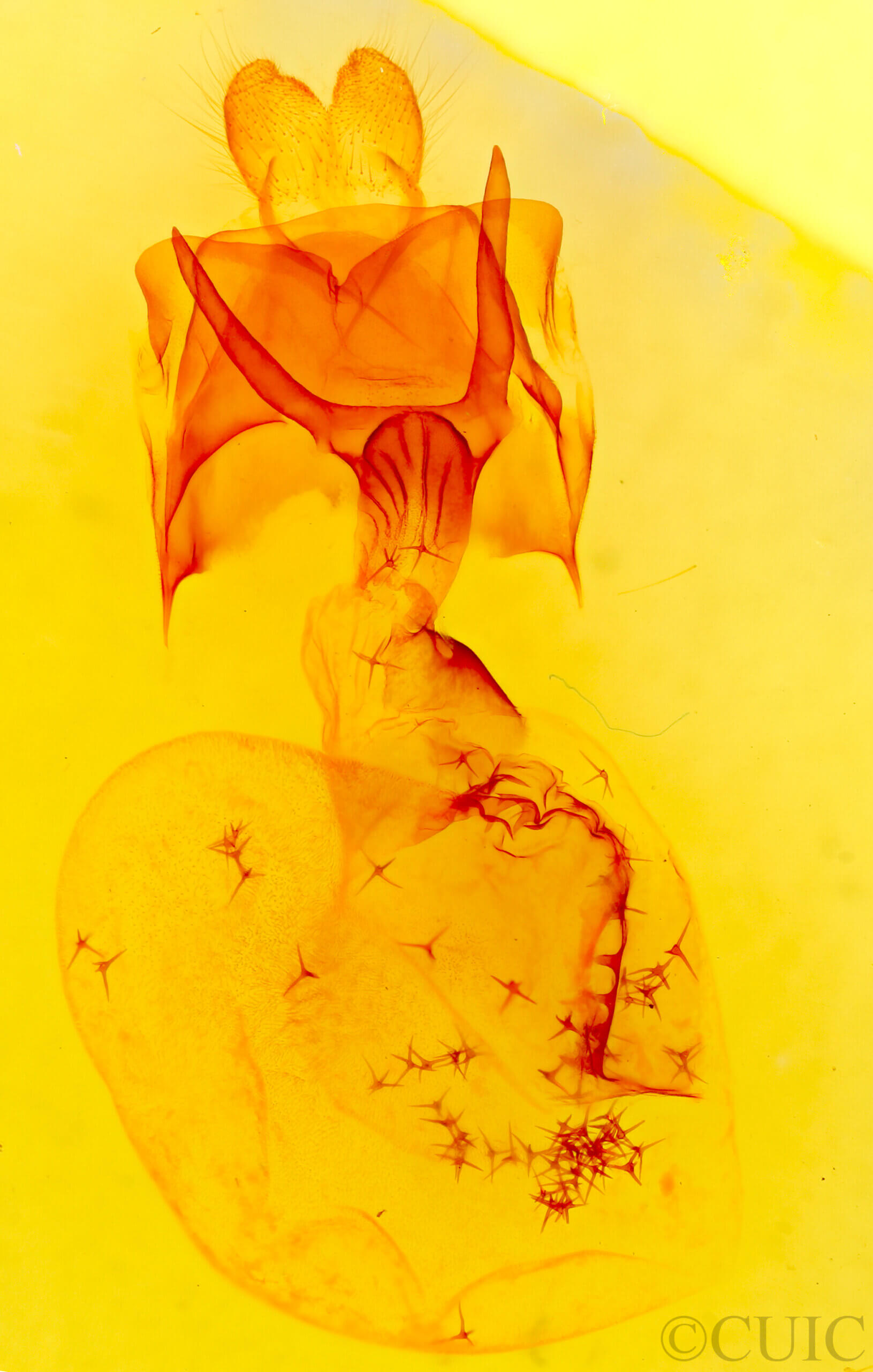 genitalia view of adult Rifargia distinguenda