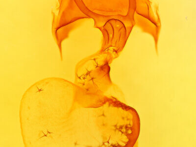 genitalia view of adult Rifargia distinguenda