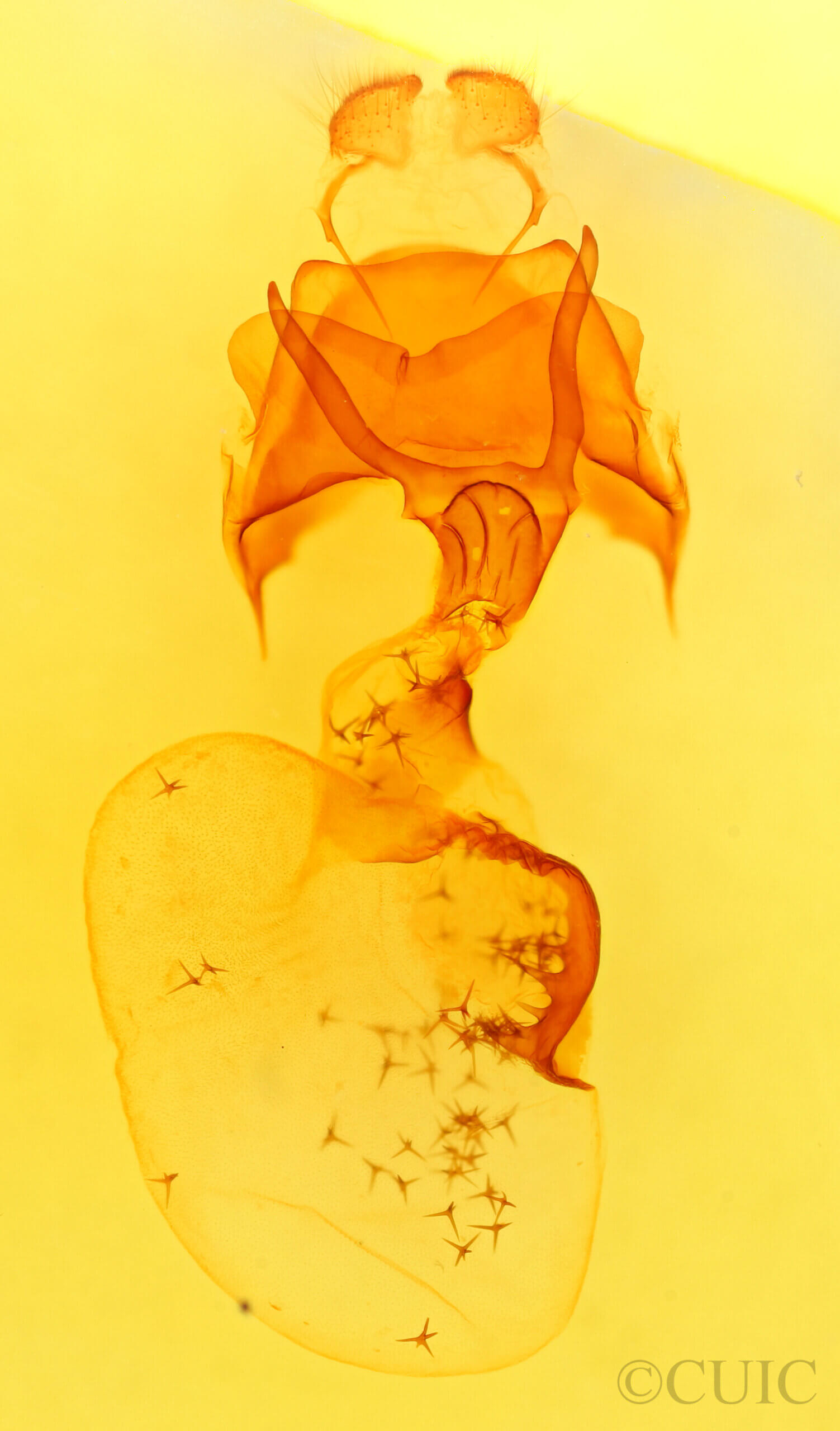 genitalia view of adult Rifargia distinguenda