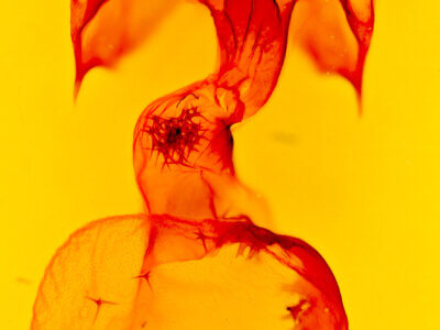 genitalia view of adult Rifargia distinguenda