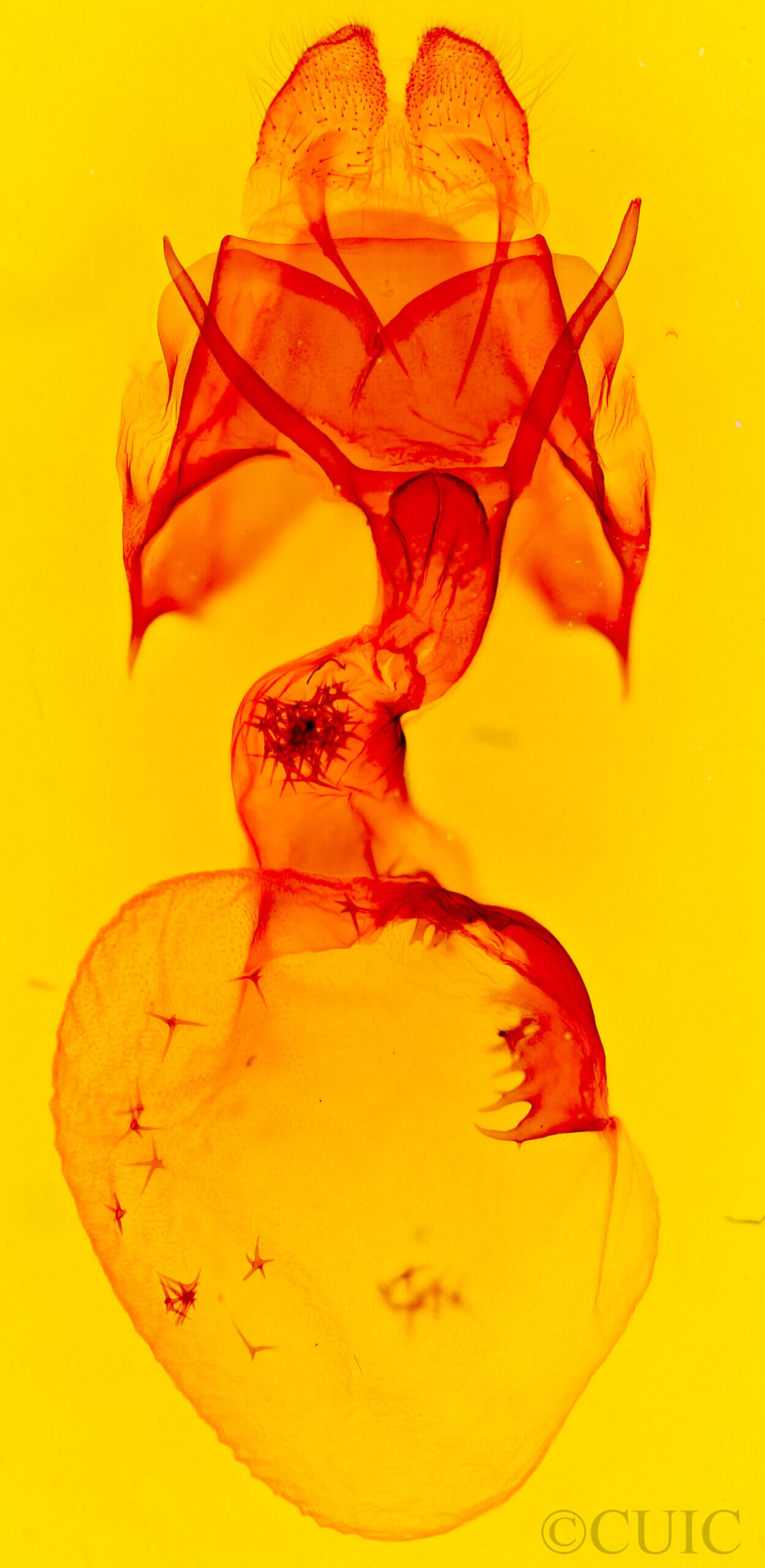 genitalia view of adult Rifargia distinguenda