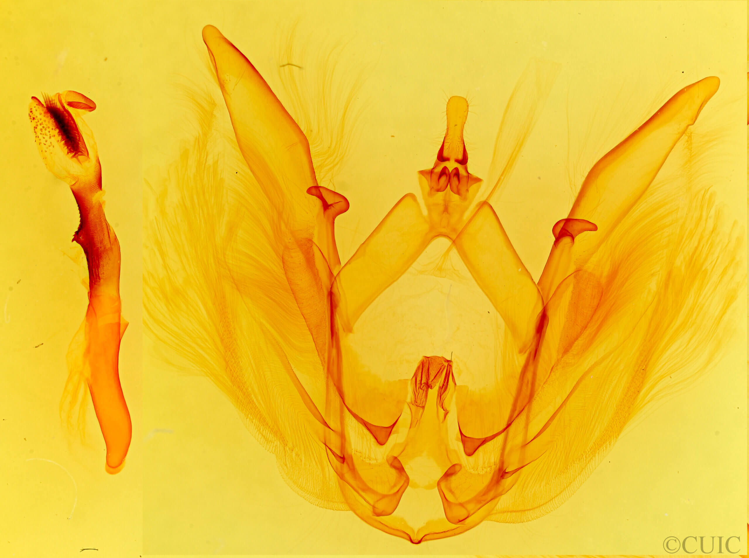 genitalia view of adult Heterocampa distinguenda