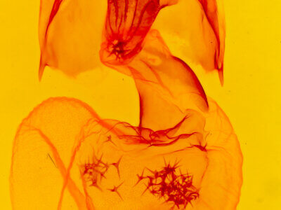 genitalia view of adult Rifargia distinguenda