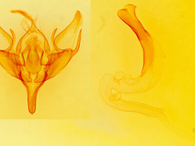 genitalia view of adult Euxoa antica