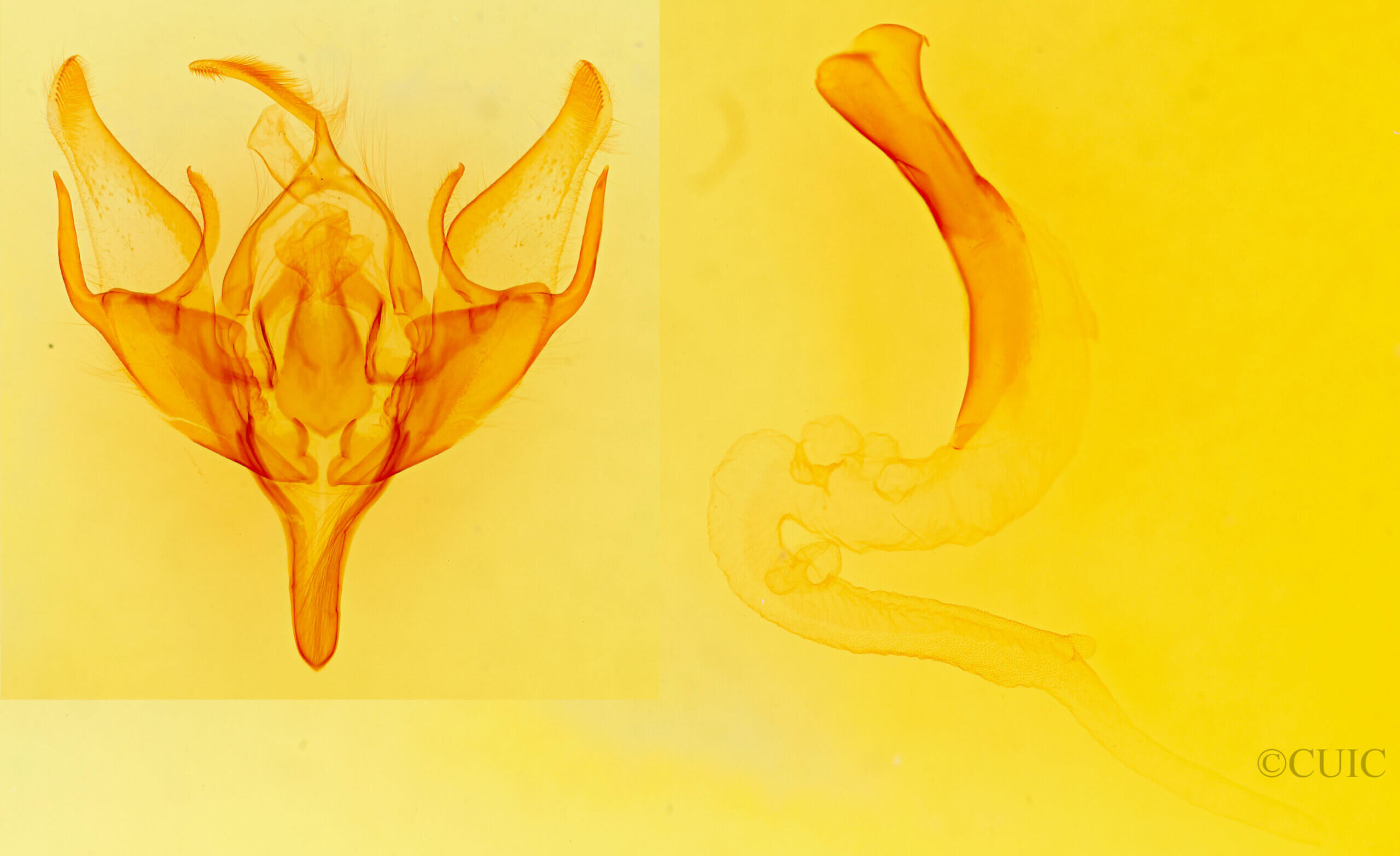 genitalia view of adult Euxoa antica