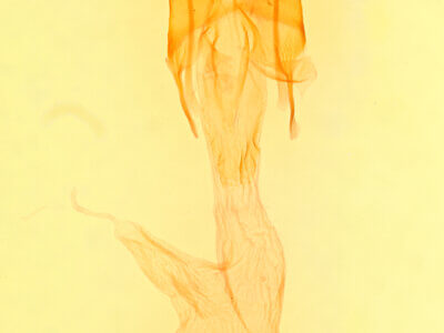 genitalia view of adult Euxoa antica