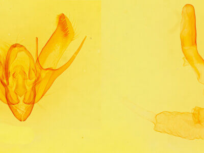 genitalia view of adult Euxoa aurantiaca