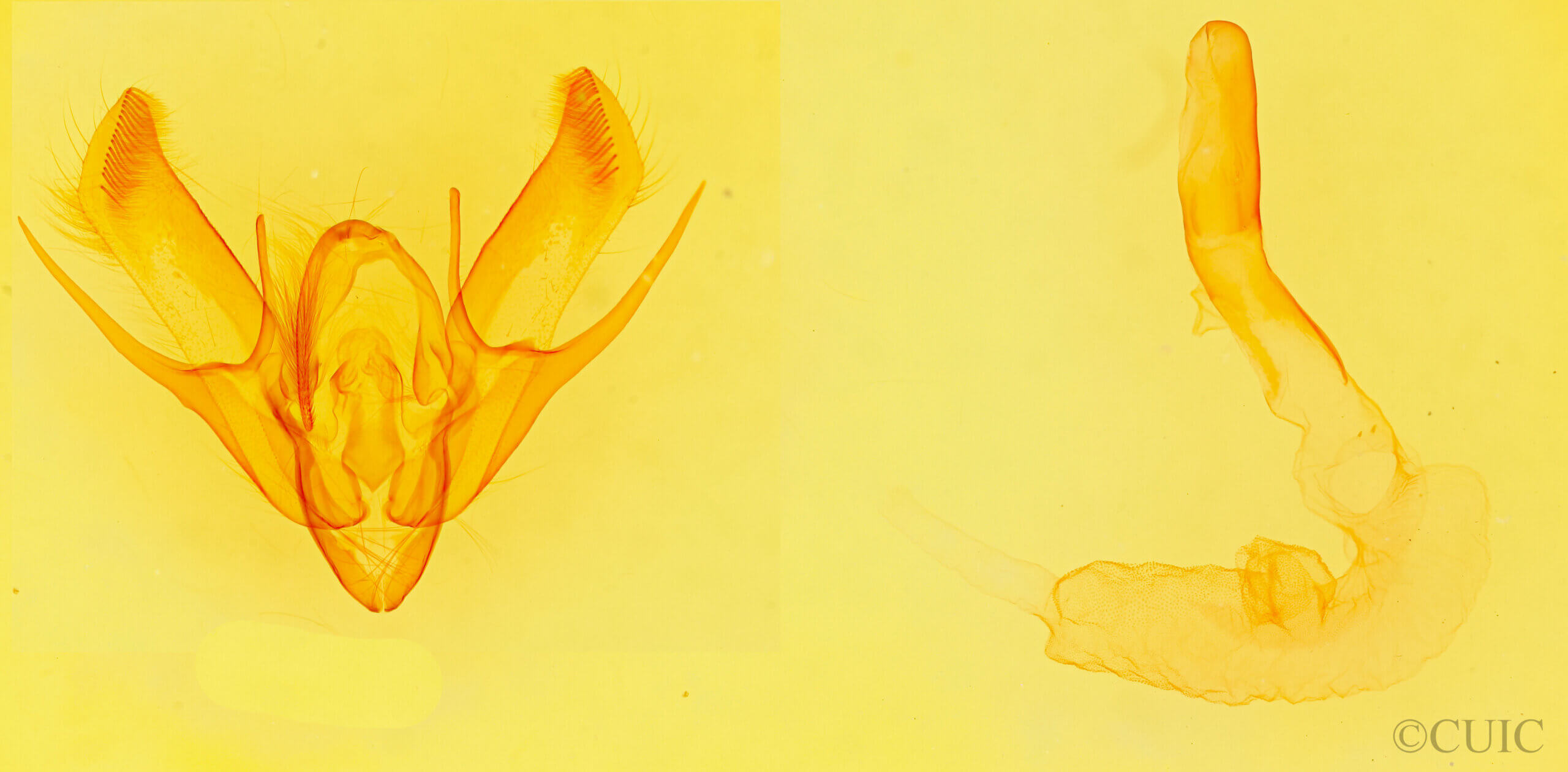 genitalia view of adult Euxoa aurantiaca