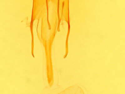 genitalia view of adult Euxoa aurantiaca