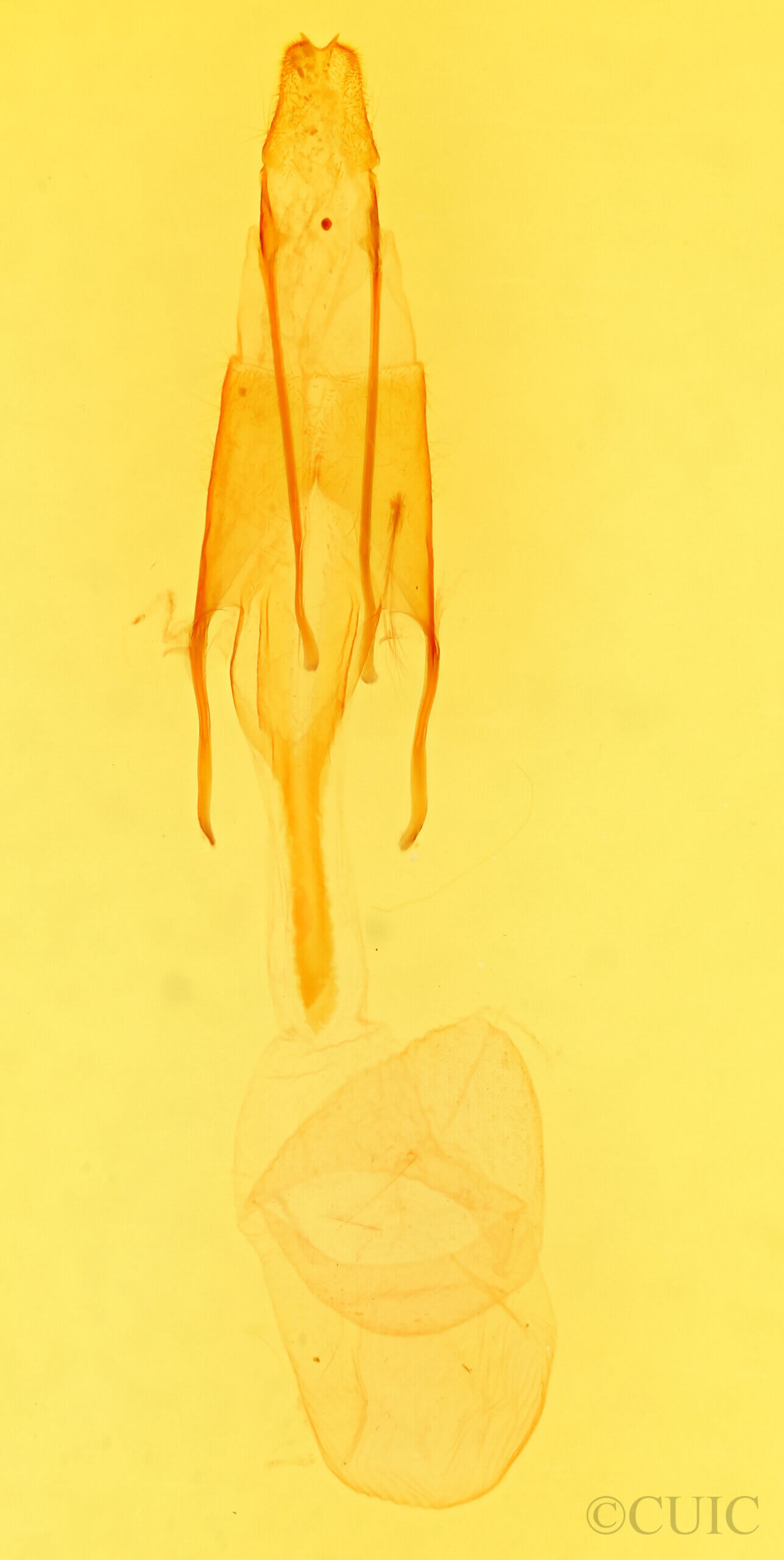 genitalia view of adult Euxoa aurantiaca