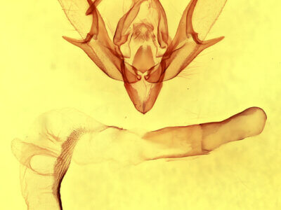 genitalia view of adult Euxoa maderensis