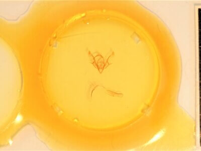 slide view of adult Euxoa maderensis