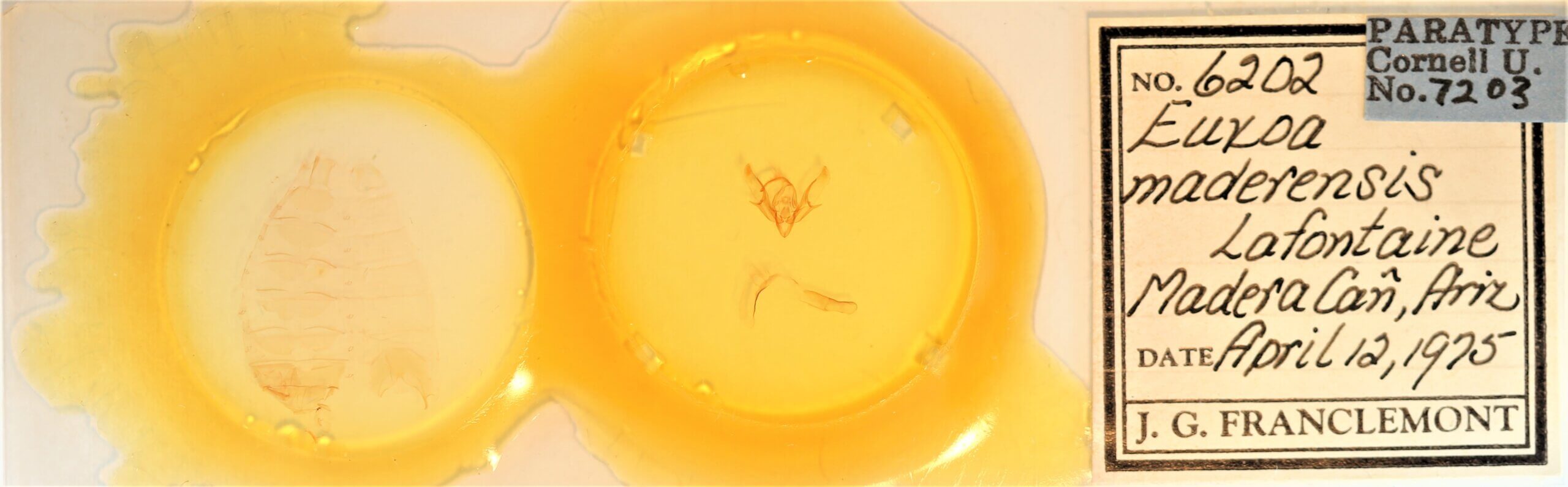 slide view of adult Euxoa maderensis