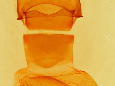 genitalia view of adult Ellida caniplaga