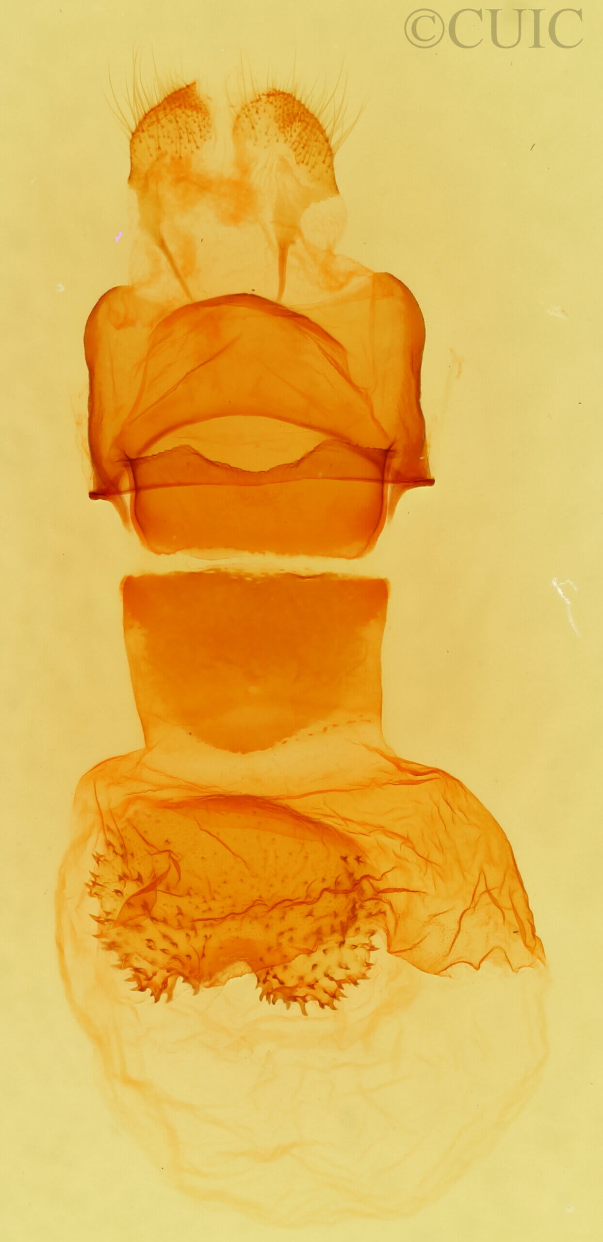 genitalia view of adult Ellida caniplaga
