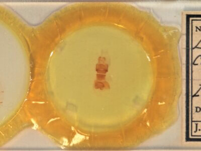 slide view of adult Ellida caniplaga