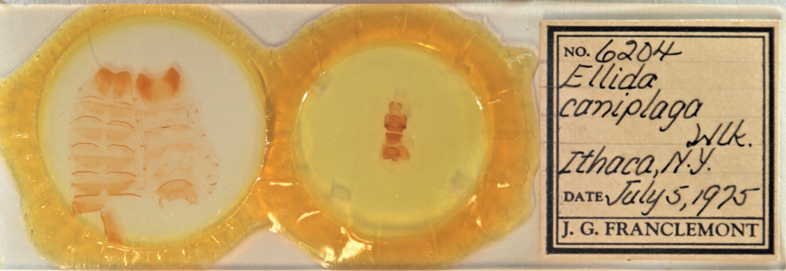 slide view of adult Ellida caniplaga