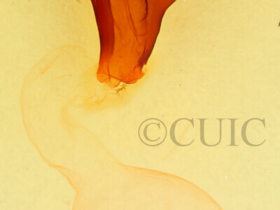 genitalia view of adult Pheosidea elegans