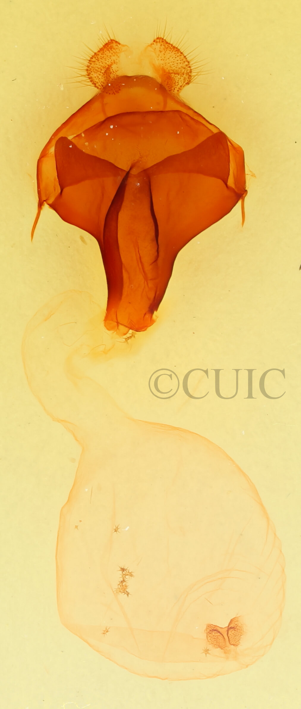 genitalia view of adult Pheosidea elegans