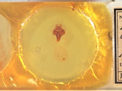 slide view of adult Pheosidea elegans