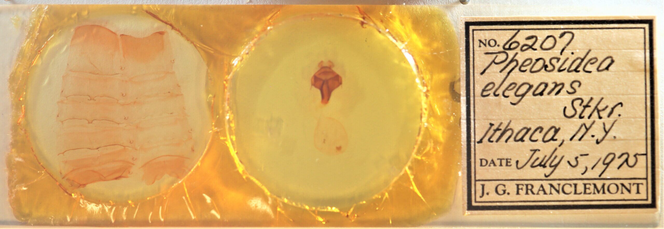 slide view of adult Pheosidea elegans