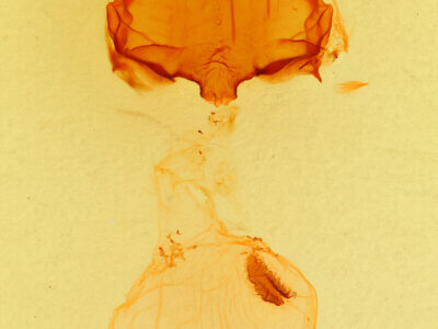 genitalia view of adult Pheosia rimosa