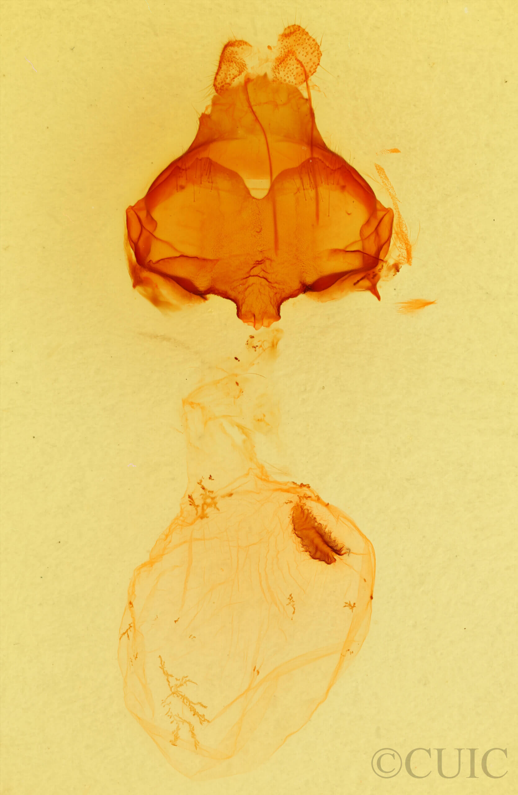 genitalia view of adult Pheosia rimosa