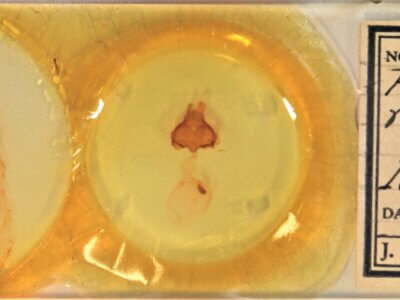 slide view of adult Pheosia rimosa