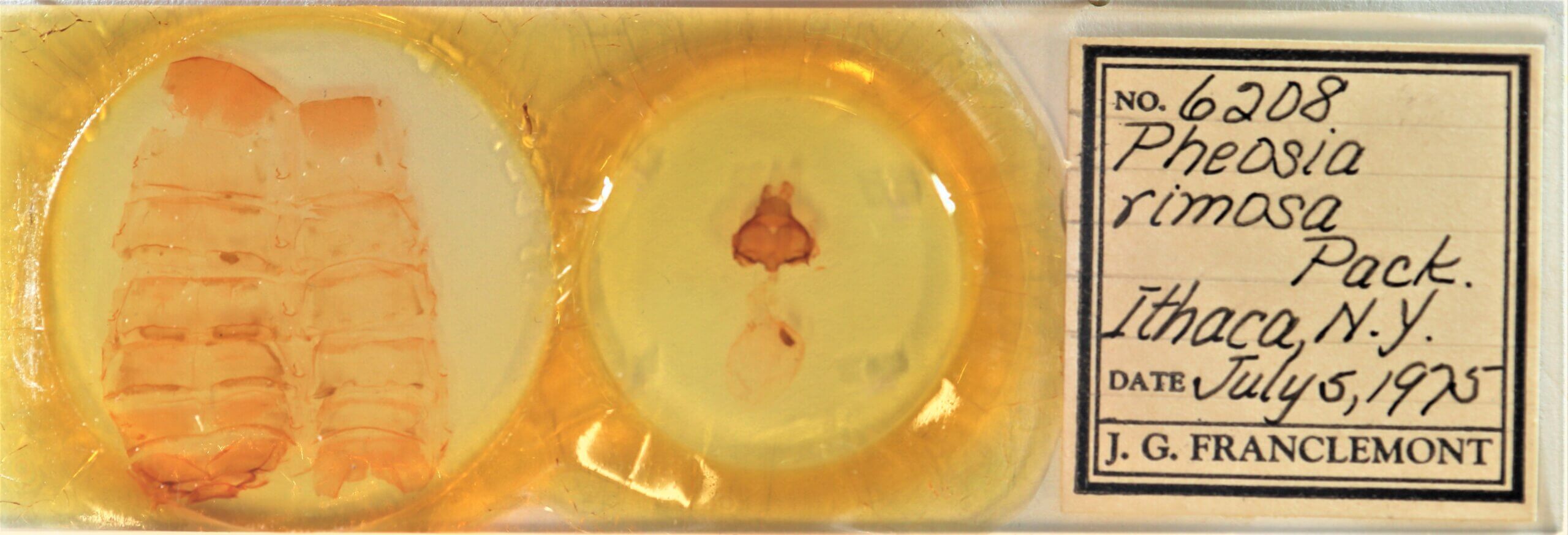 slide view of adult Pheosia rimosa