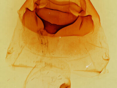 genitalia view of adult Notodonta torva