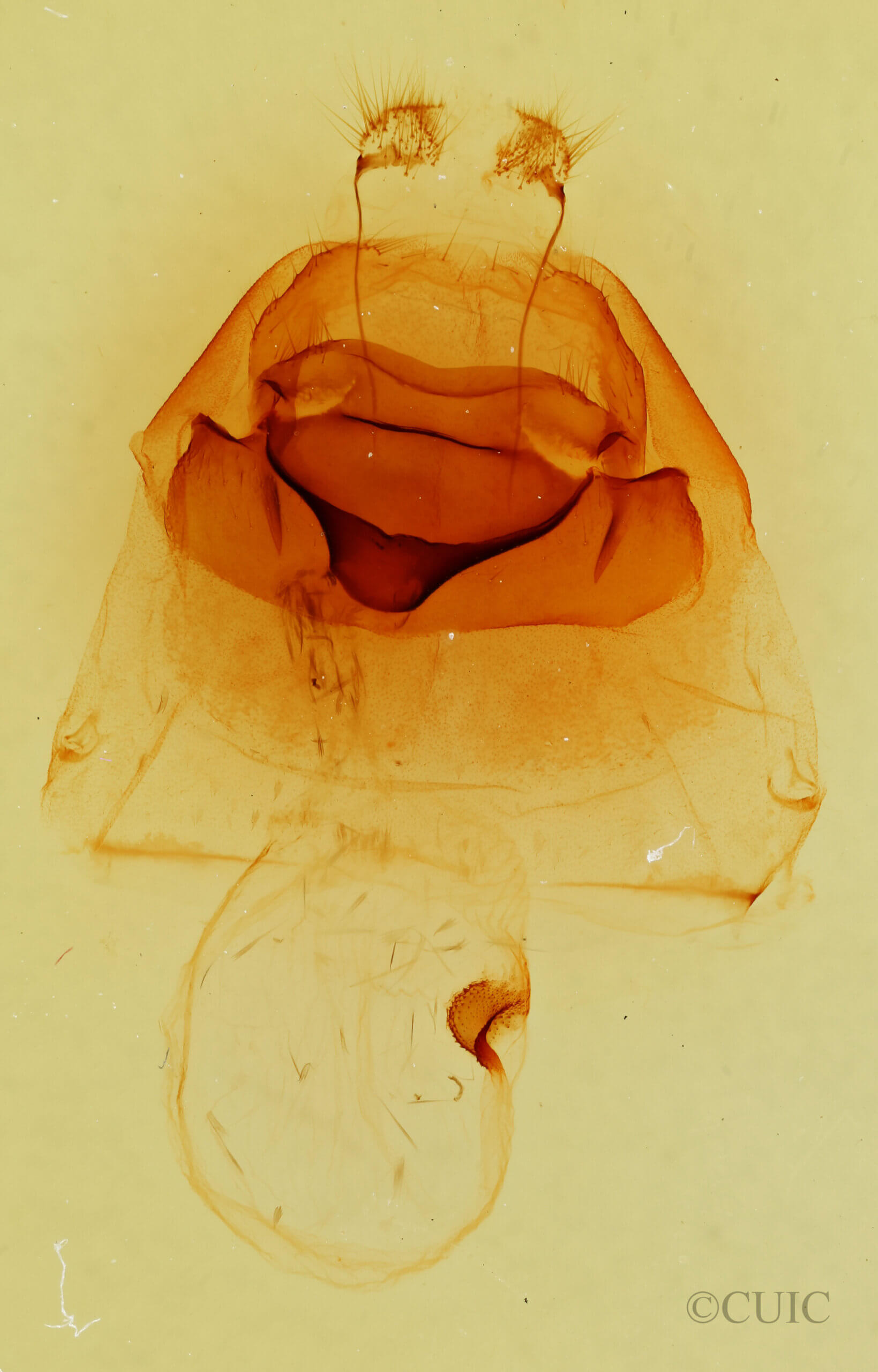 genitalia view of adult Notodonta torva