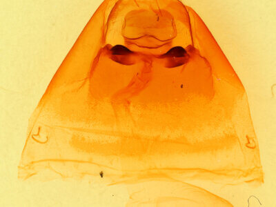 genitalia view of adult Notodonta scitipennis