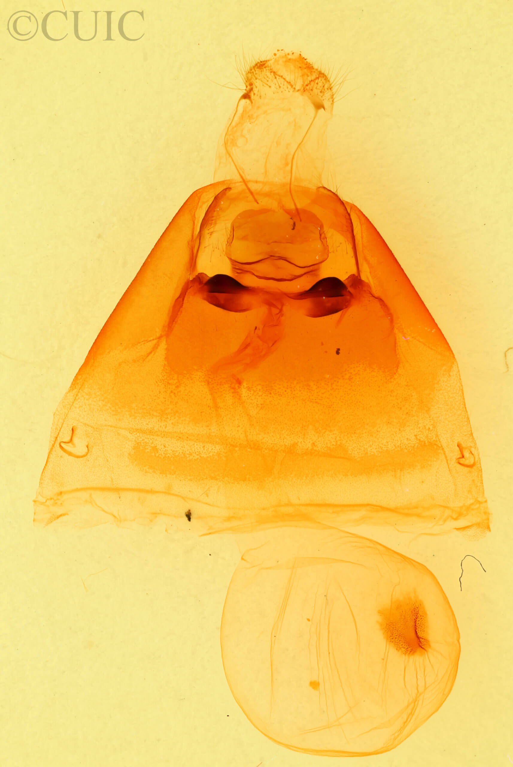 genitalia view of adult Notodonta scitipennis
