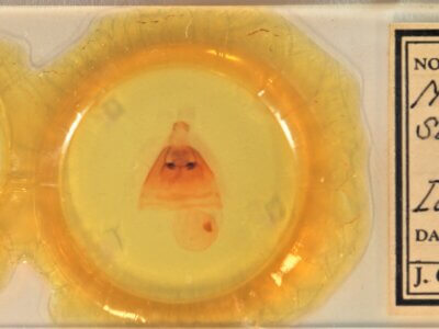 slide view of adult Notodonta scitipennis