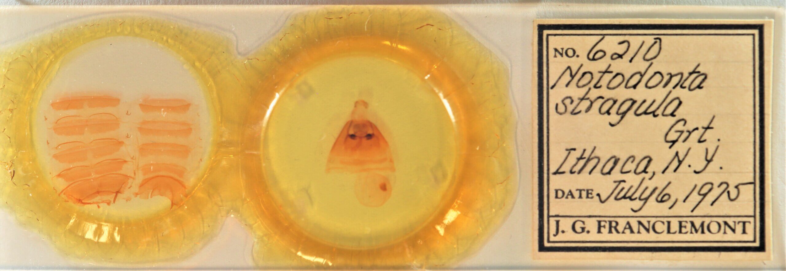 slide view of adult Notodonta scitipennis