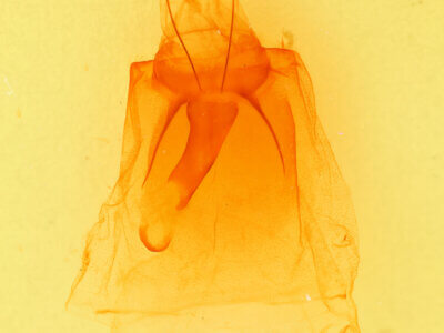 genitalia view of adult Peridea basitriens