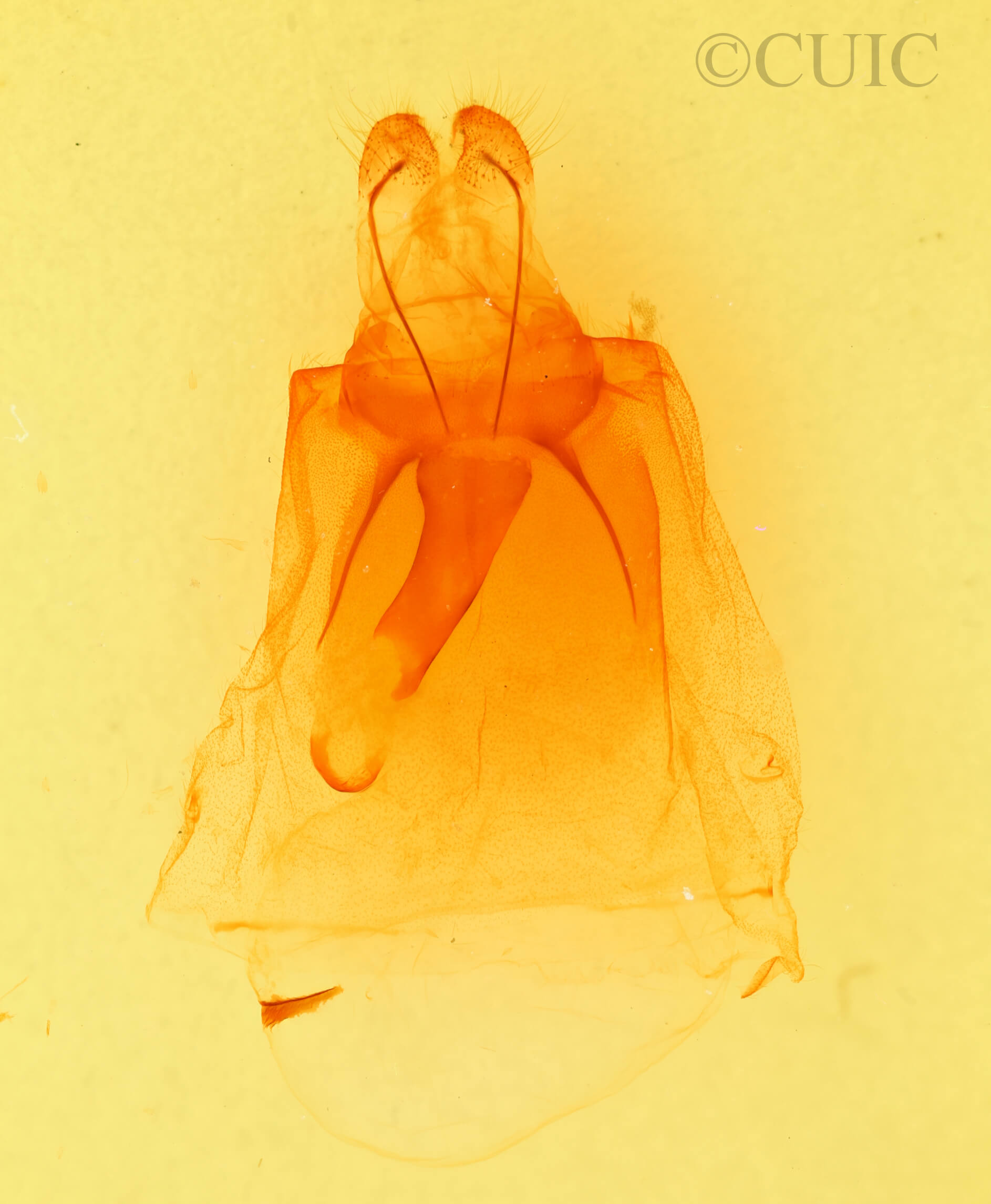 genitalia view of adult Peridea basitriens