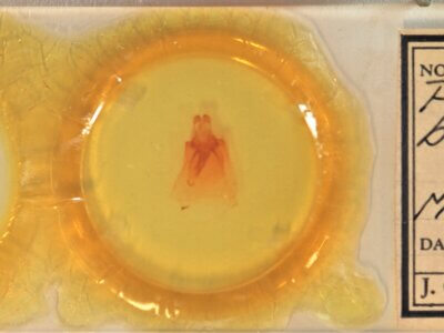 slide view of adult Peridea basitriens