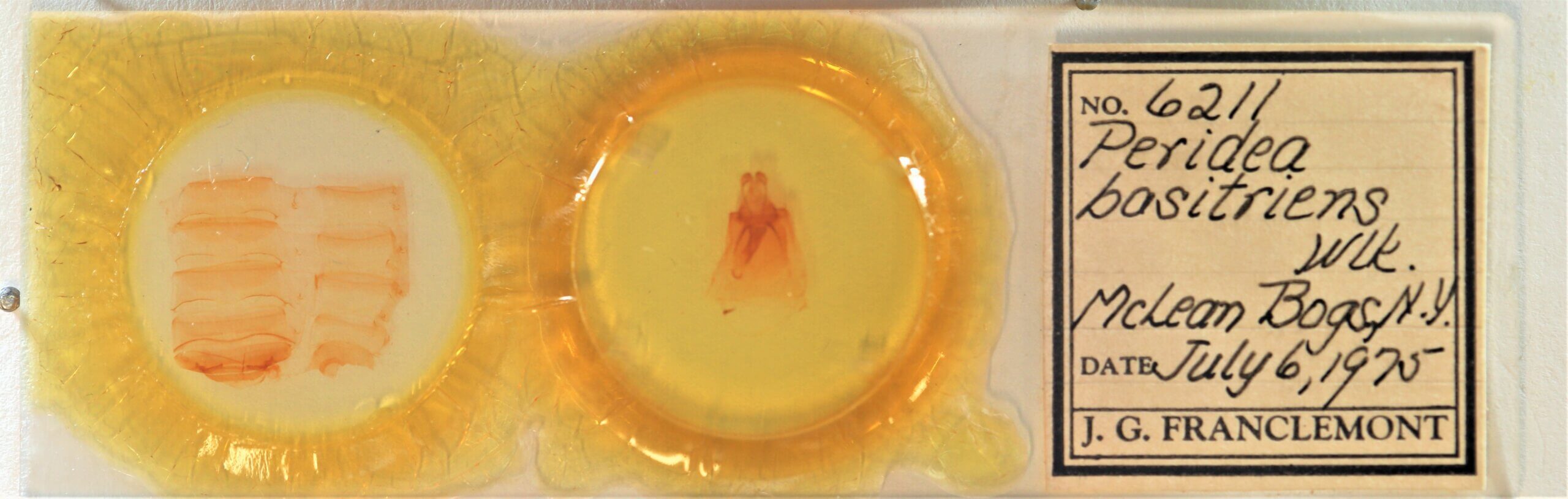 slide view of adult Peridea basitriens