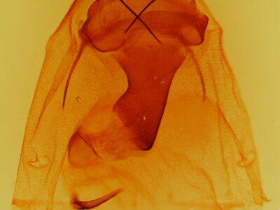 genitalia view of adult Peridea angulosa