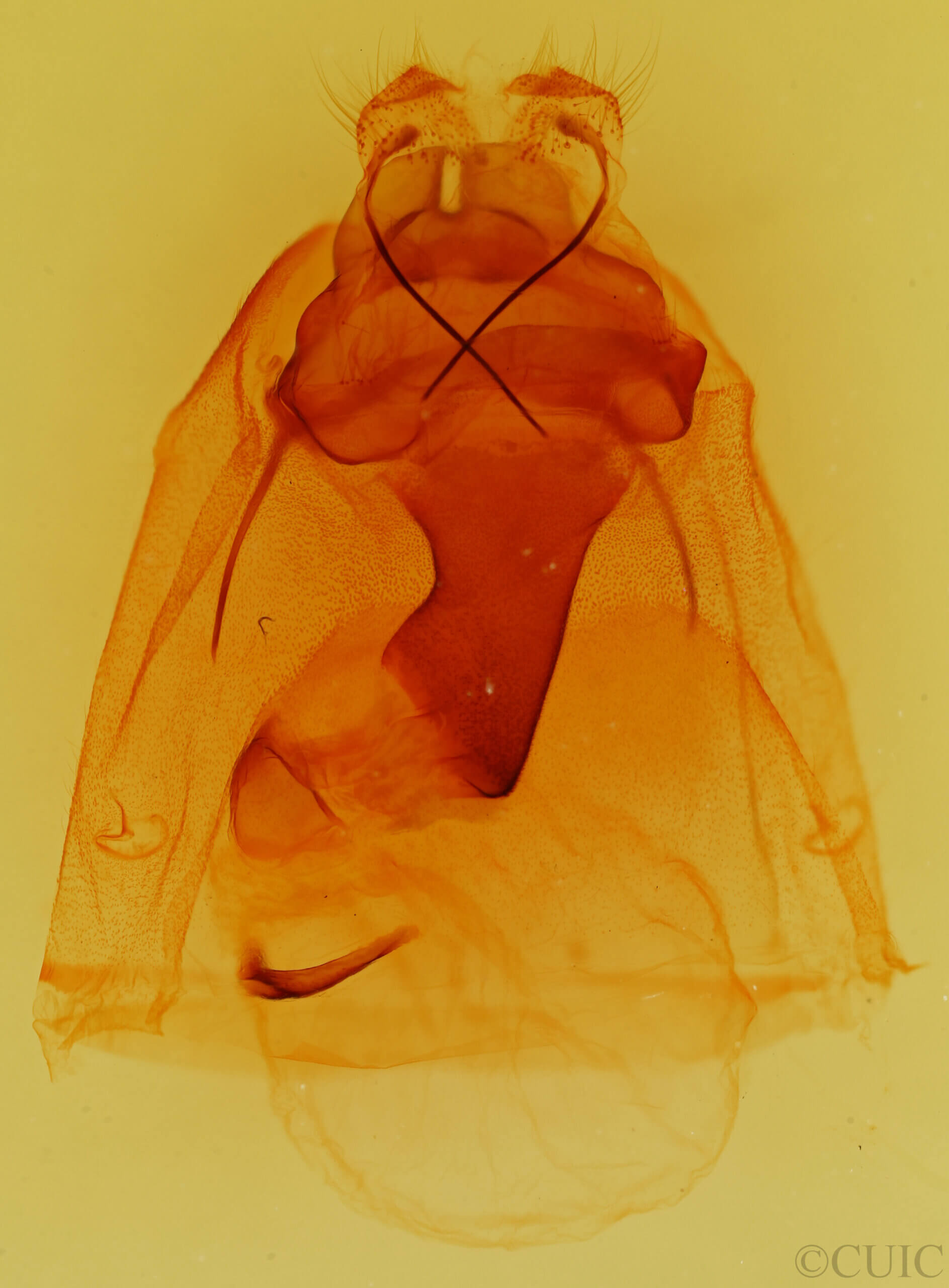 genitalia view of adult Peridea angulosa