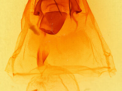 genitalia view of adult Peridea ferruginea