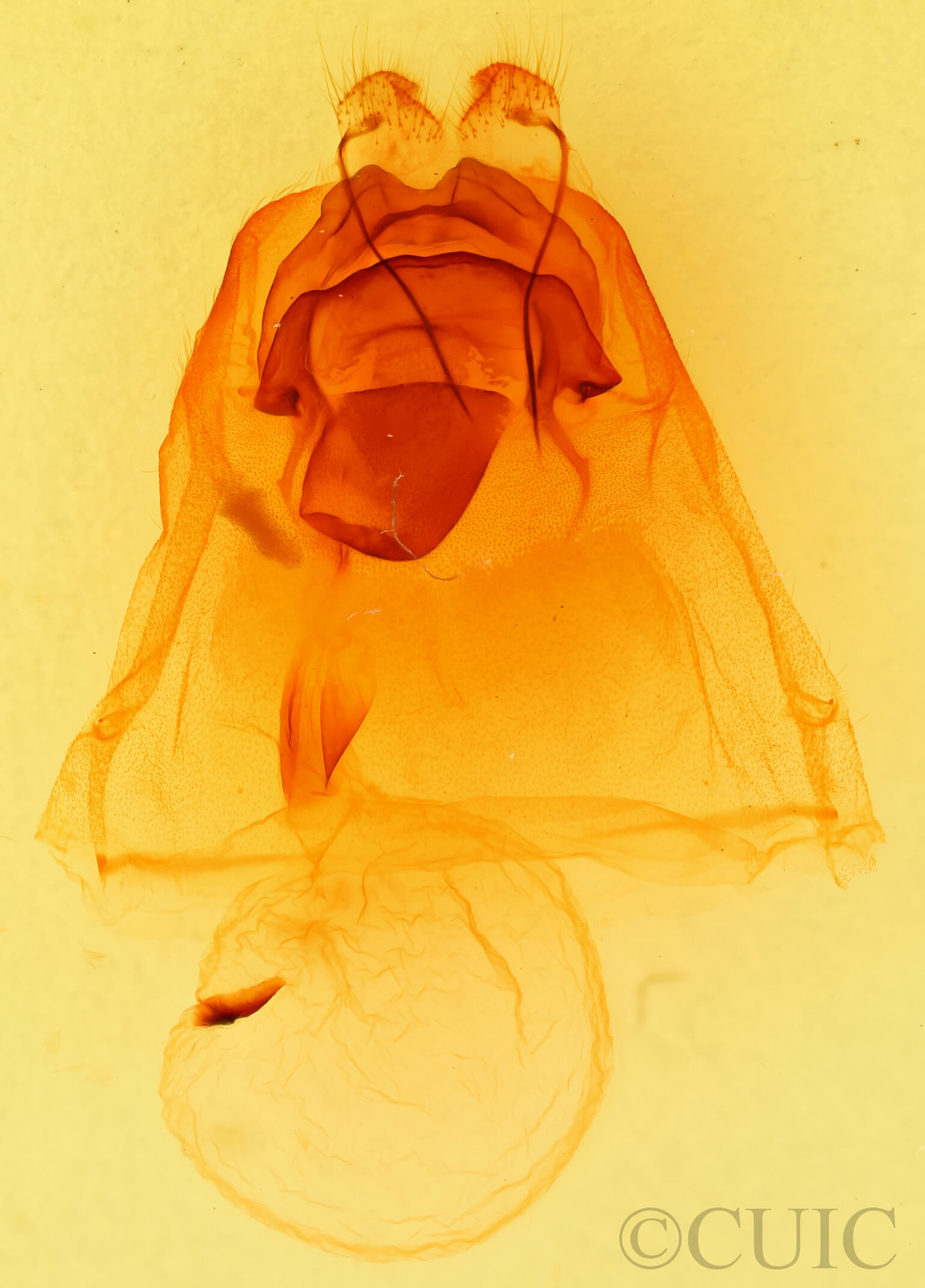 genitalia view of adult Peridea ferruginea