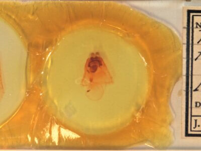 label view of adult Peridea ferruginea