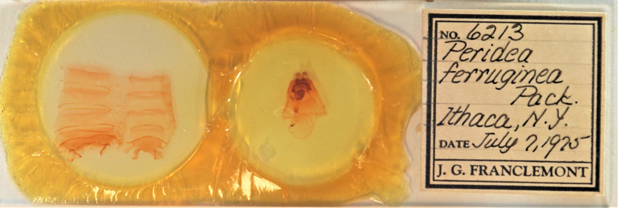 label view of adult Peridea ferruginea