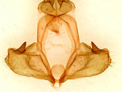 genitalia view of adult Pheosia californica